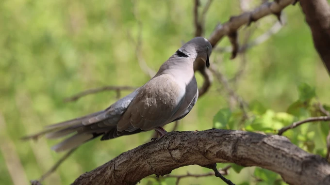 Bird on a Branch