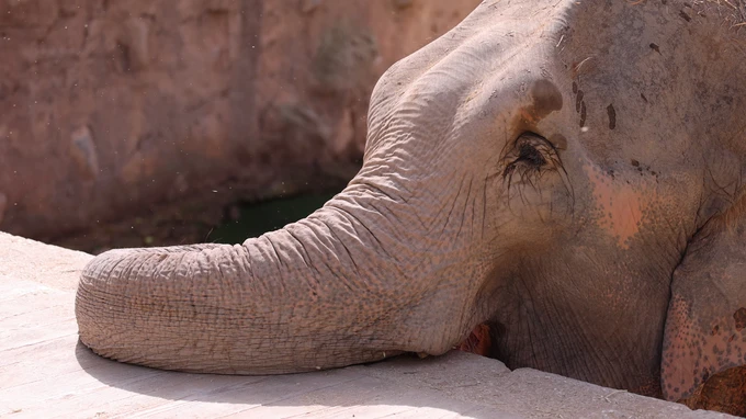 Resting Elephant
