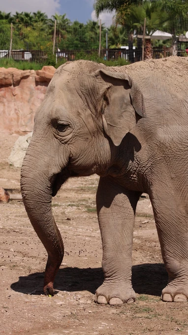 Elephant in the Zoo