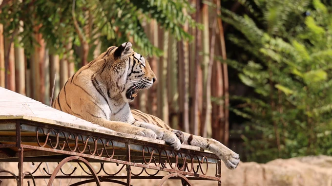 Resting Tiger