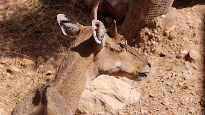 Antelope in Natural Habitat