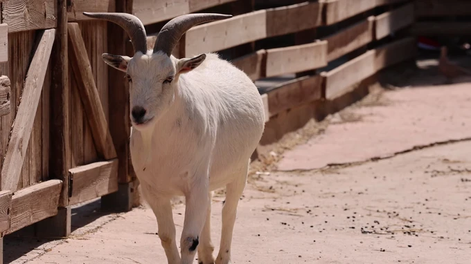 Goat Walking in Enclosure