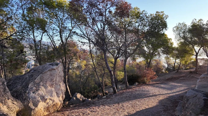 Serene Woodland Path