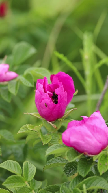Vibrant Pink Flowers in Bloom