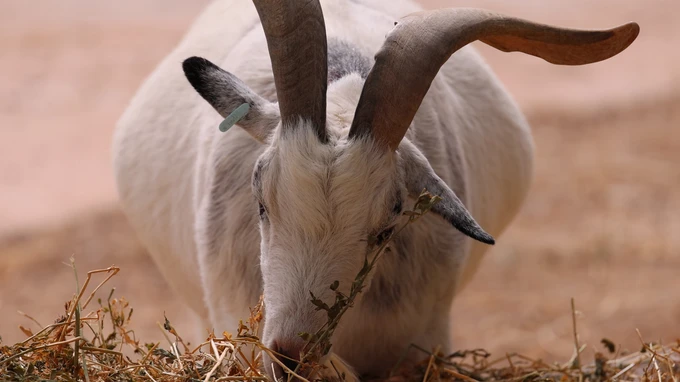 Goat Grazing in Field