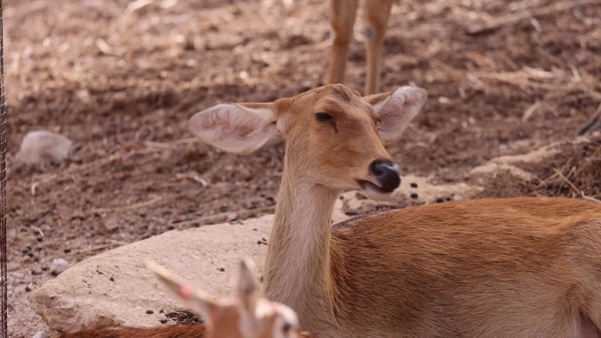 Resting Deer in Natural Habitat