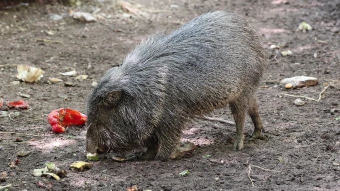 Wild Boar foraging