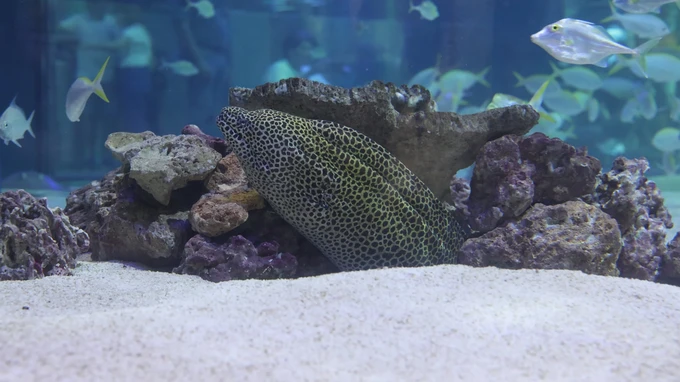 Aquarium Life