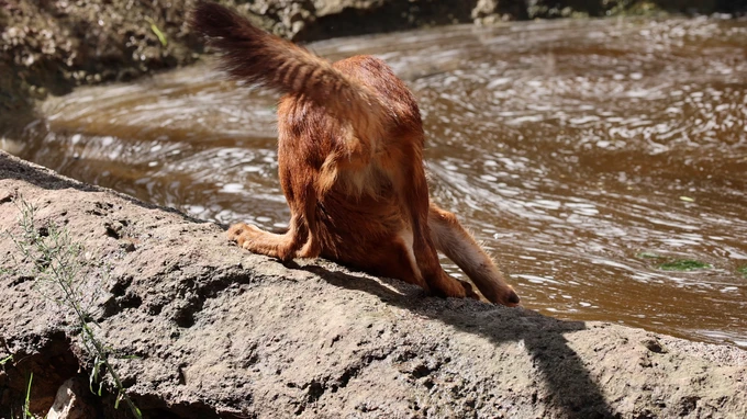 Dog by the Water
