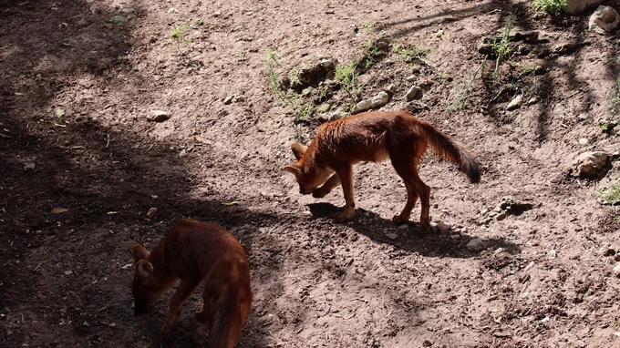 Wild Dogs in Natural Habitat