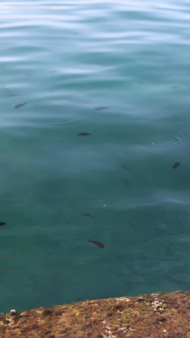 Tranquil Waters