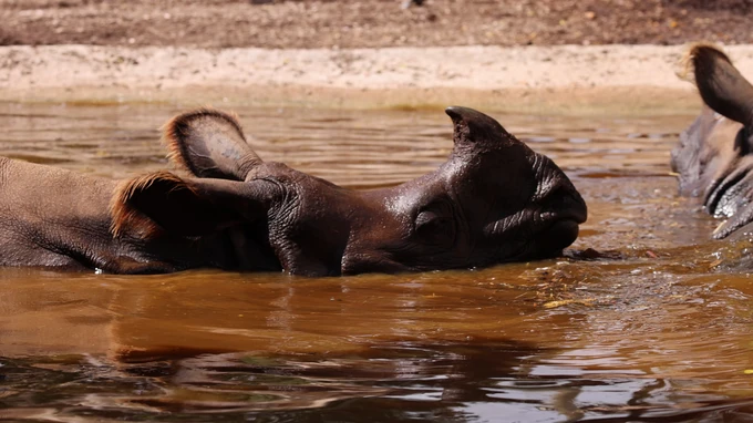 Rhino Enjoying a Swim