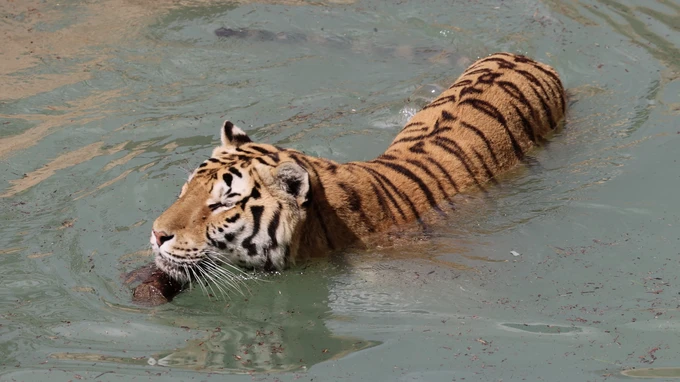 Tiger Swimming