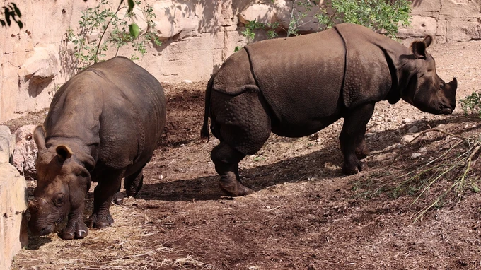Pair of Rhinos in the Zoo