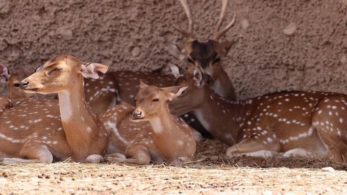 Resting Deer in the Shade