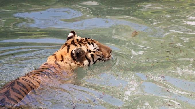 Swimming Tiger
