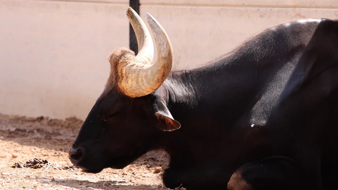 Resting Bull