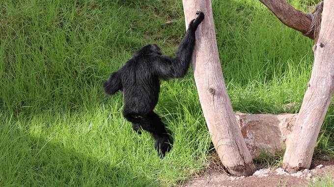Chimpanzee Climbing a Tree