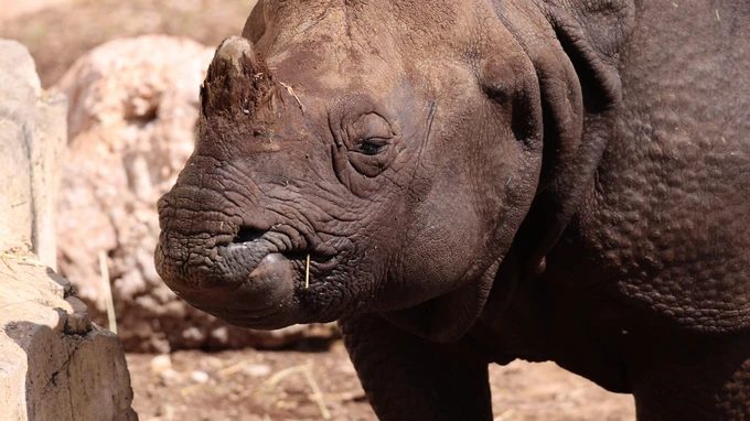 Close-up of a Rhino