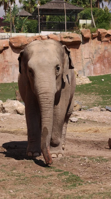 Elephant at the Zoo