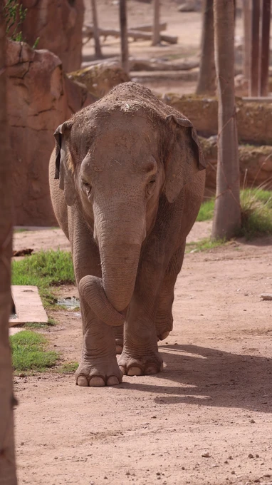 Elephant in a Natural Habitat