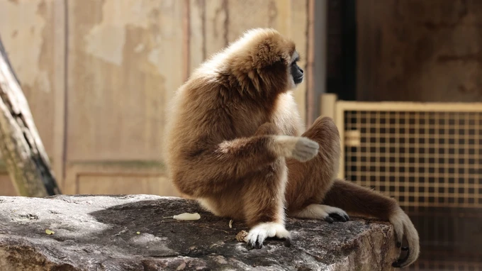 Gibbon Resting