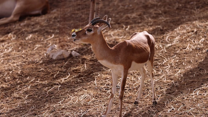 Young Gazelle in Natural Habitat