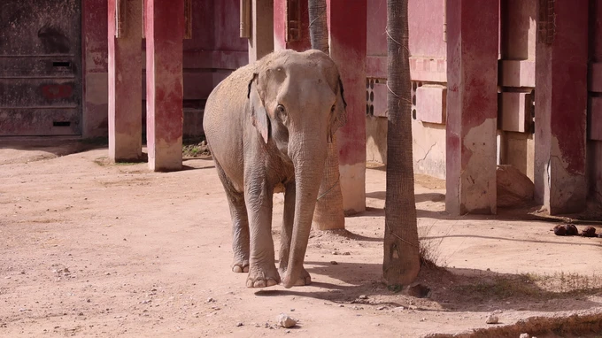 Elephant in Captivity