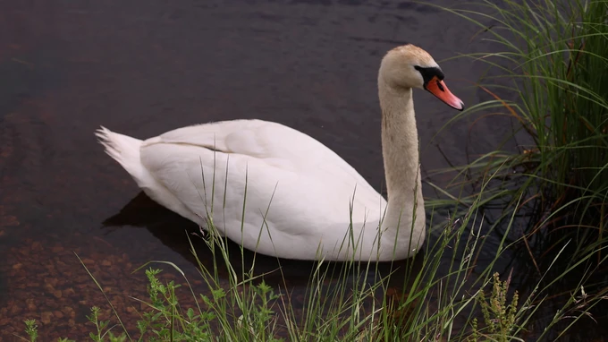 Serene Swan in Natural Habitat