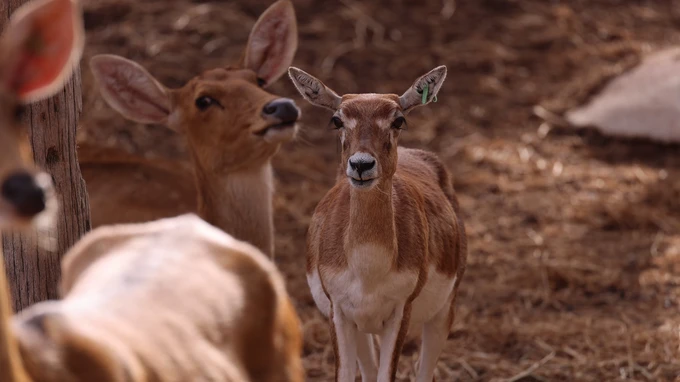 Deer Gathering in Natural Habitat