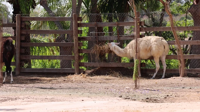 Grazing Camel in Enclosure