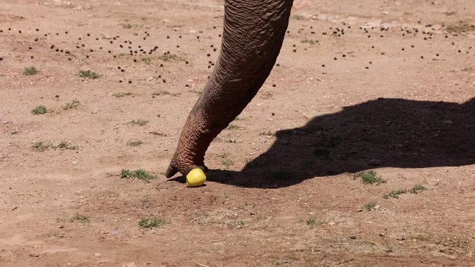 Elephant Trunk and Ball