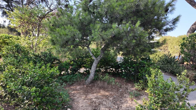 Serene Pine Tree in a Park