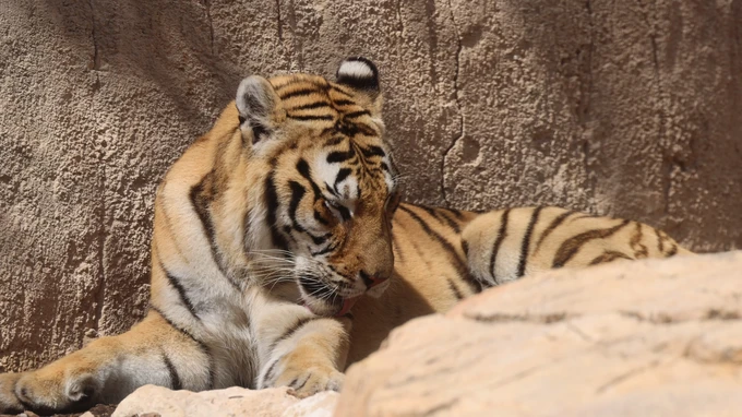 Resting Tiger