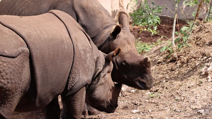 Close-Up of Two Rhinos