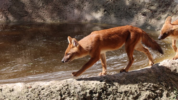 Dhole by the Water