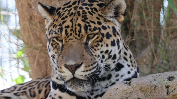 Leopard Resting in Natural Habitat