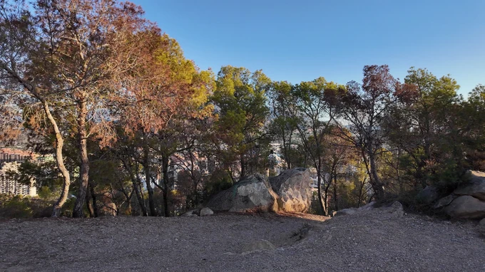 Sunlit Forest View