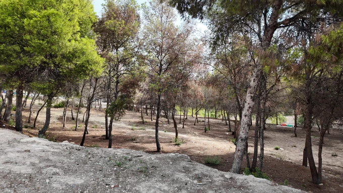 Tranquil Forest Landscape