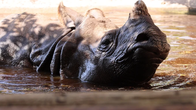 Relaxing Rhinoceros in Water