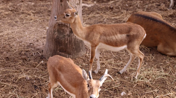 Grazing Deer in Natural Habitat