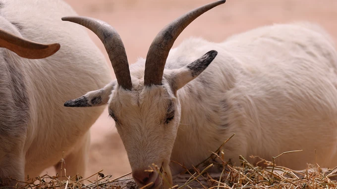 Goats Grazing