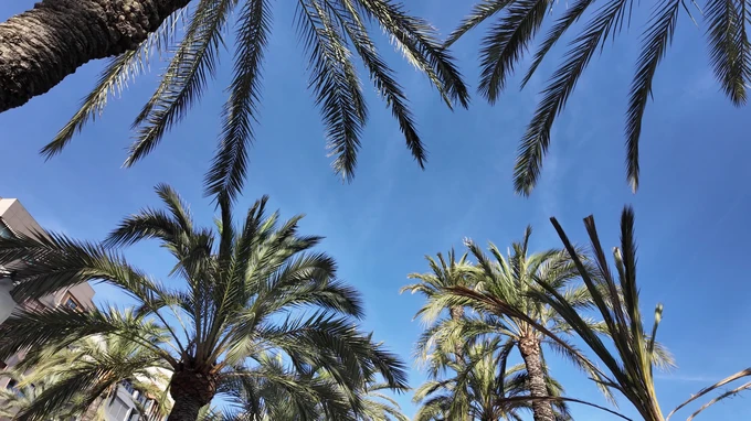 Palm Trees and Blue Sky