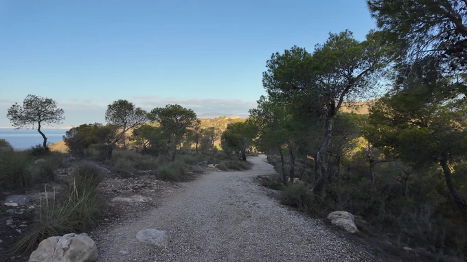 Scenic Forest Path