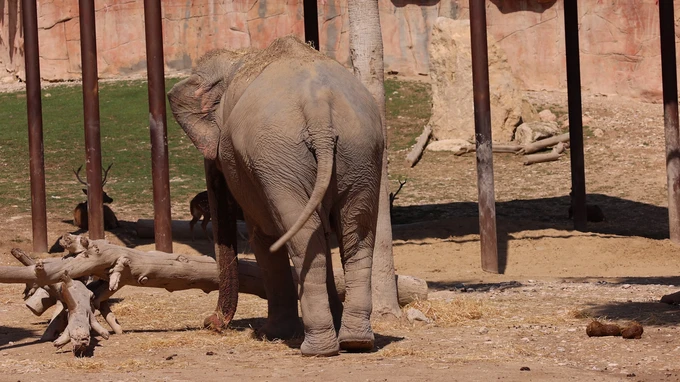 Elephant in a Zoo Exhibit