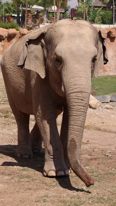 Elephant in Natural Habitat