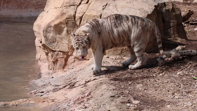 White Tiger by the Water