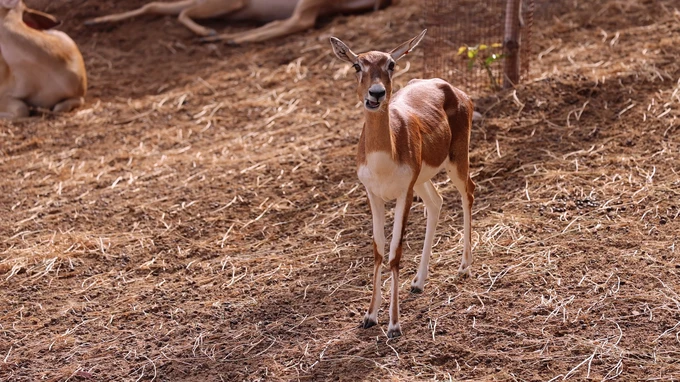 Graceful Gazelle in Habitat