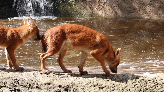 Wild Dogs by the Water