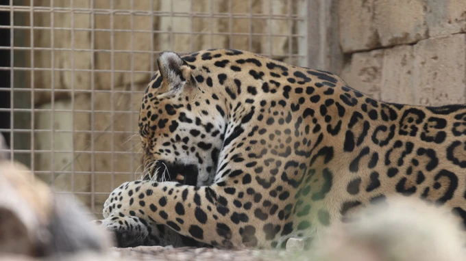 Resting Jaguar in Captivity